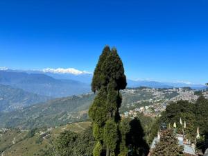 uma árvore alta numa colina com montanhas ao fundo em darjeeling homestay and restuarent em Darjeeling