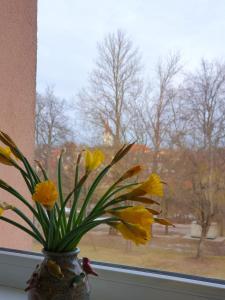 un jarrón lleno de flores amarillas sentadas en una ventana en Cēsu mājas Raiņa ielā en Cēsis