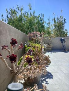 a group of potted plants in a garden at Pedro_Simón in Puerto Madryn