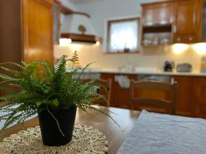a potted plant sitting on a table in a kitchen at Chata Podolina in Terchová