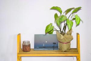 a plant sitting on top of a wooden shelf at Studio com varanda in Itacaré
