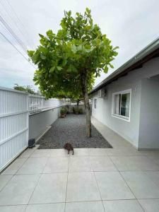 a dog standing next to a tree on a sidewalk at Casa de praia aconchegante in Barra Velha
