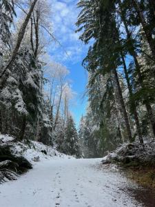 a snow covered road in a forest with trees at Chalet at Rainier Lodge (0.4 miles from the entrance) in Ashford