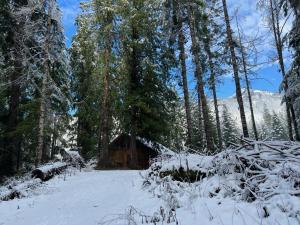 una cabaña en el bosque con nieve en el suelo en Chalet at Rainier Lodge (0.4 miles from the entrance) en Ashford