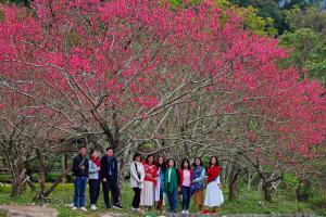 un grupo de personas de pie frente a un árbol con flores rosas en Kha Bản Homestay, en Cao Bằng