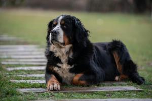 a black and brown dog laying on the grass at Eco Urbion in Duruelo de la Sierra