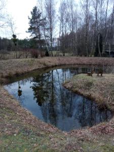 un groupe de canards dans un étang dans un champ dans l'établissement Pałac, 