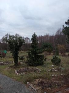 un jardin avec deux arbres et des rochers dans un champ dans l'établissement Pałac, 