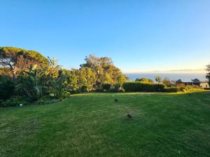 a green field with two birds in the grass at Froggy Farm Self Catering in Simonʼs Town