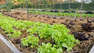 a garden with lettuce plants in a field at The Sunnery Ville in Lom Kao