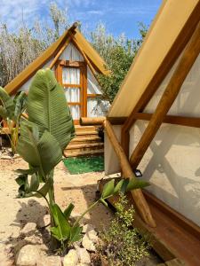 una pequeña casa con una gran planta verde delante de ella en BOHO GLAMPING CONIL en Cádiz