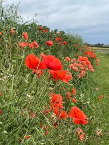 a poppy field with red flowers in a field at The Deer Hut at Carr House Farm in Scarborough