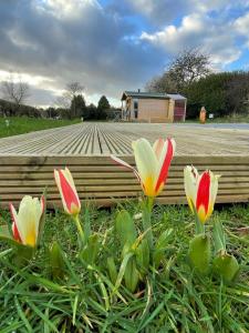 un grupo de flores en el césped junto a una terraza de madera en The Deer Hut at Carr House Farm, en Scarborough