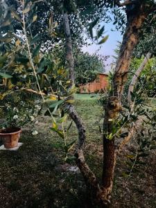 a tree with a branch growing on it in a yard at Rosso Del Chianti in Panzano