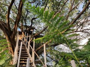 a tree with a staircase leading up to a tree at Tanna Eagle twin volcano view tree house in White Sands