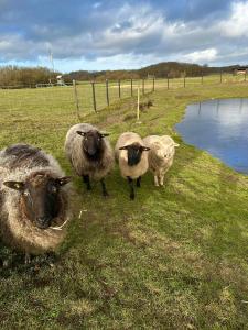 tre pecore in piedi in un campo vicino a uno stagno di Klokkehøj a Ullerslev