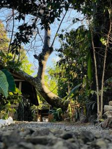 a tree laying on the side of a house at Posada Maná in San Juan La Laguna