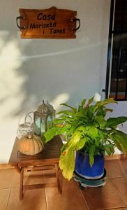 una mesa con una calabaza y una planta en ella en Casa Mariseta y Tonet, naturaleza a 2 km del mar en Calpe