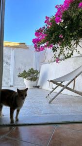 Foto de la galeria de Palm Tree Hill a Oia
