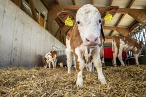 uma vaca com etiquetas nos ouvidos em feno em Grainmeisterhof em Niederwaldkirchen