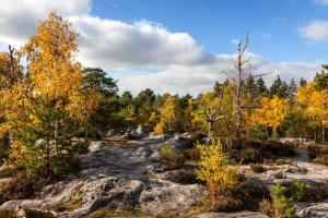 ein Wald mit Felsen und Bäumen mit Herbstblättern in der Unterkunft Suites Rive Gauche - DUPLEX CHARME Fontainebleau in Fontainebleau