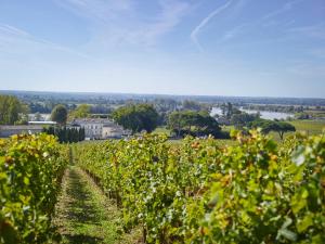 a view of a vineyard with a river in the background at Apparts Gambetta in Libourne