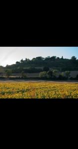 a field filled with lots of yellow flowers at podere il poggetto in Lorenzana