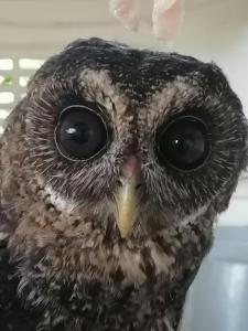 a close up of an owl looking at the camera at La Ceiba Tree Lodge in Tilarán