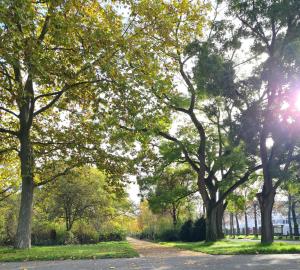 a path in a park with trees and the sunlight at Wohnung, 2 Schlafzimmer voll ausgestattet in Uninähe in Mainz