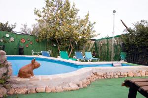 The swimming pool at or close to Almotaje, numero 3