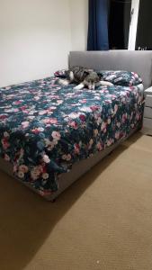 a cat laying on a bed with a floral blanket at Waterfall's in Borrowash