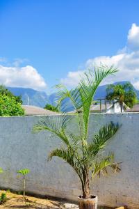 a palm tree in a pot next to a wall at cabanas Aconchego dos Canyons in Praia Grande