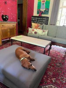 a dog laying on a bed in a living room at Hoekhuis in De Rust