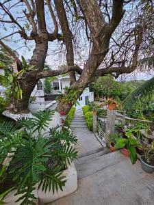 un jardín con un árbol y algunas plantas en Casa Margarita en First Bight