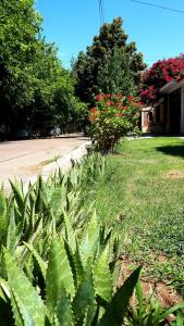 uma planta verde num quintal ao lado de uma rua em Encantador Departamento en Mendoza Domaine Laborde II em Mendoza