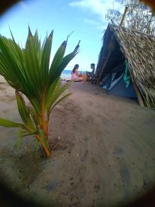 a palm tree on a beach with a tent at Bucana Kamp Payapa Beachfront in El Nido