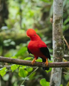 a red bird sitting on a tree branch at Hotel La Sultana in Jardin