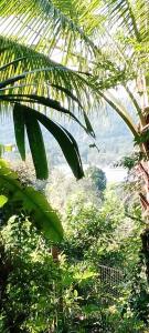 a view of the ocean from under a palm tree at Hospedaje y jardin botanico chiltun maya in El Remate