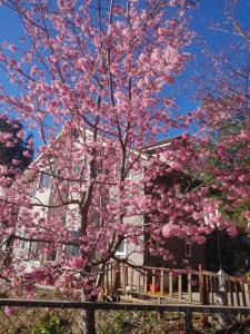 a tree with pink flowers in front of a house at Chingjing New Paradise B&B in Renai