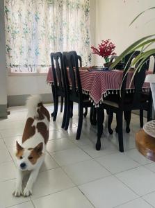 Domácí mazlíčci ubytovaní s hosty v ubytování Maple Homestay