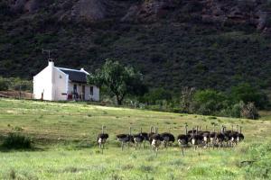 un gruppo di struzzi che si trova in un campo di Red Stone Hills a Buffelskloof