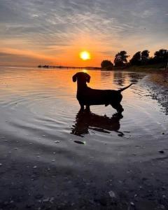 a dog standing in the water at sunset at JUANI in Lytchett Minster
