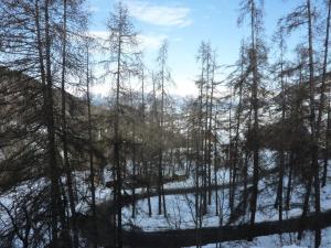 uma vista para uma floresta com neve e árvores em Résidence AUPILLON - 2 Pièces pour 4 Personnes 044 em Les Orres