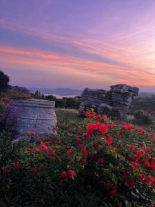 a field of flowers with a sunset in the background at Phú Cường Tà Đùng Farmstay in Biđong