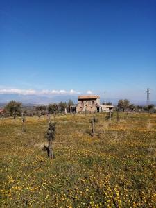 an old building in the middle of a field of flowers at La Giara B&B in San Demetrio Corone