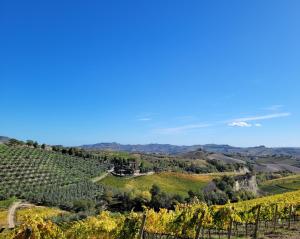 CossignanoにあるAgriturismo Fioranoのナパの丘のブドウ畑の景色