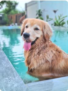 a dog sitting in the water in a swimming pool at 148 Guesthouse and Resort in Alaminos