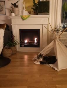 a cat laying on the floor in a living room with a fireplace at Eurovision 2024 in Malmö
