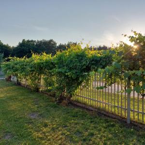 una fila de vides de uva en una valla en Pensjonat Poranna Rosa, en Grabowiec