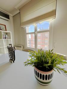 una pianta in vaso seduta su un bancone in cucina di Dúplex Valle del Silencio a Ponferrada